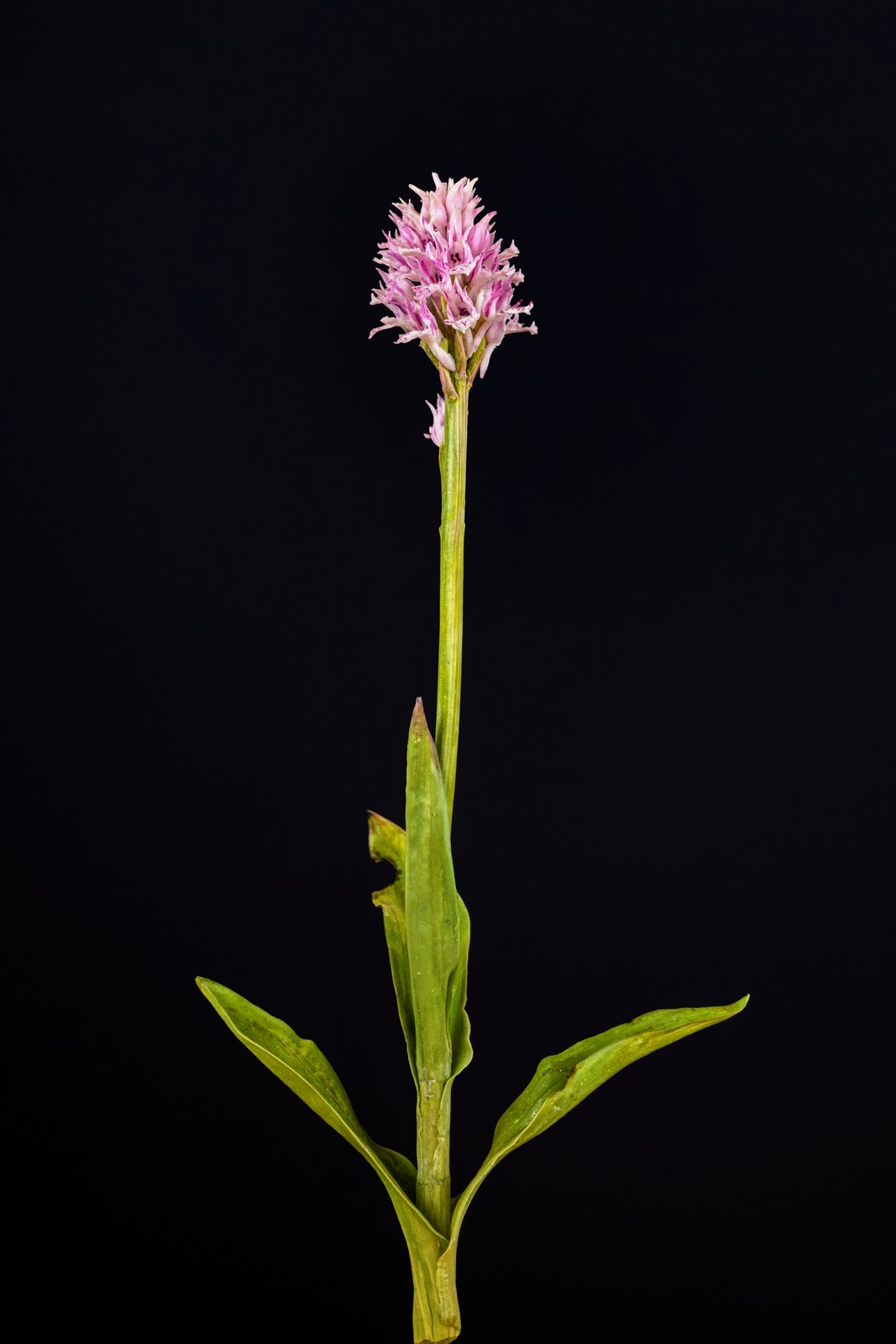 Orchid: Dräizänn-Bouwekraut (Neotinea tridentata)