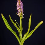 orchid image